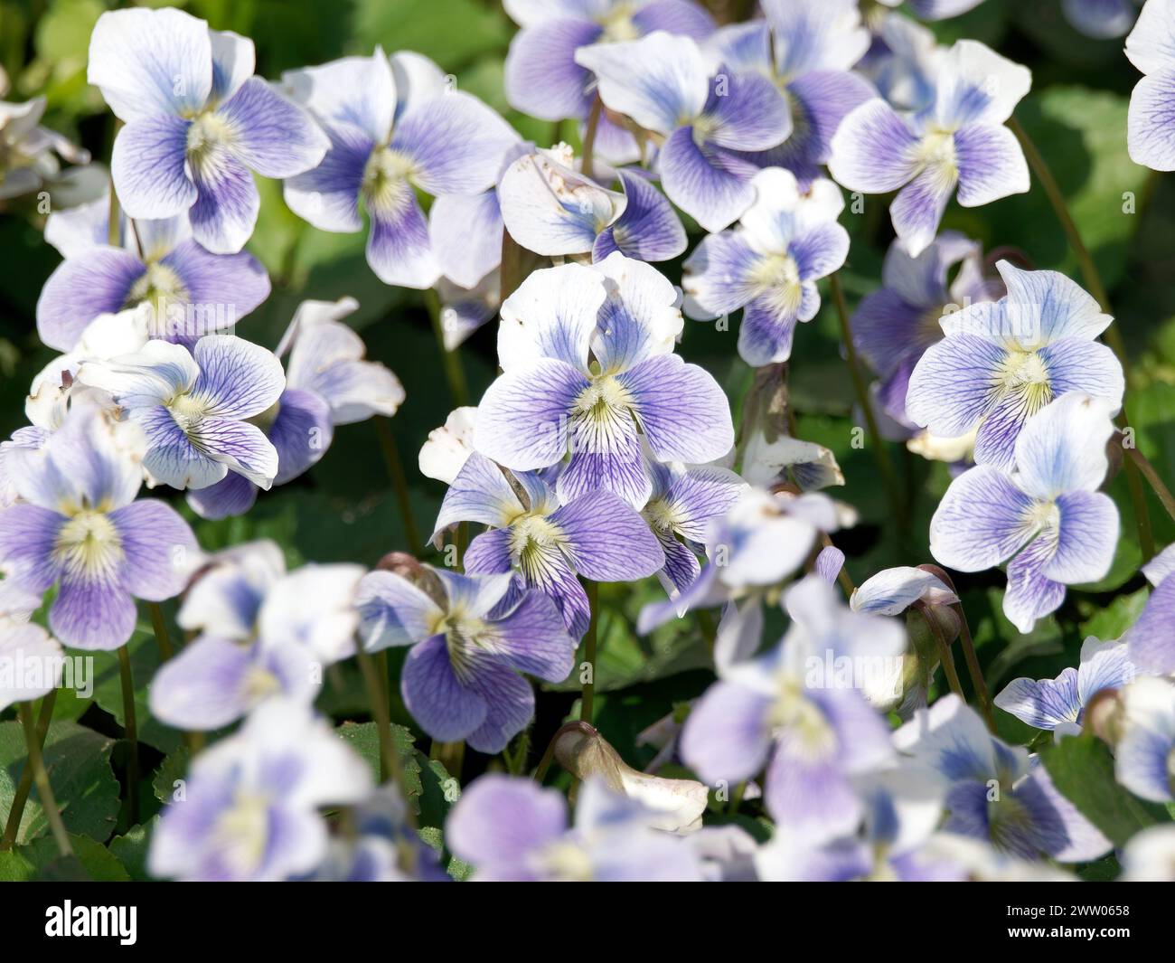 common blue violet, common meadow violet, purple violet, woolly blue violet, hooded violet, Violette de la Pentecôte, Viola sororia, amerikai ibolya Stock Photo