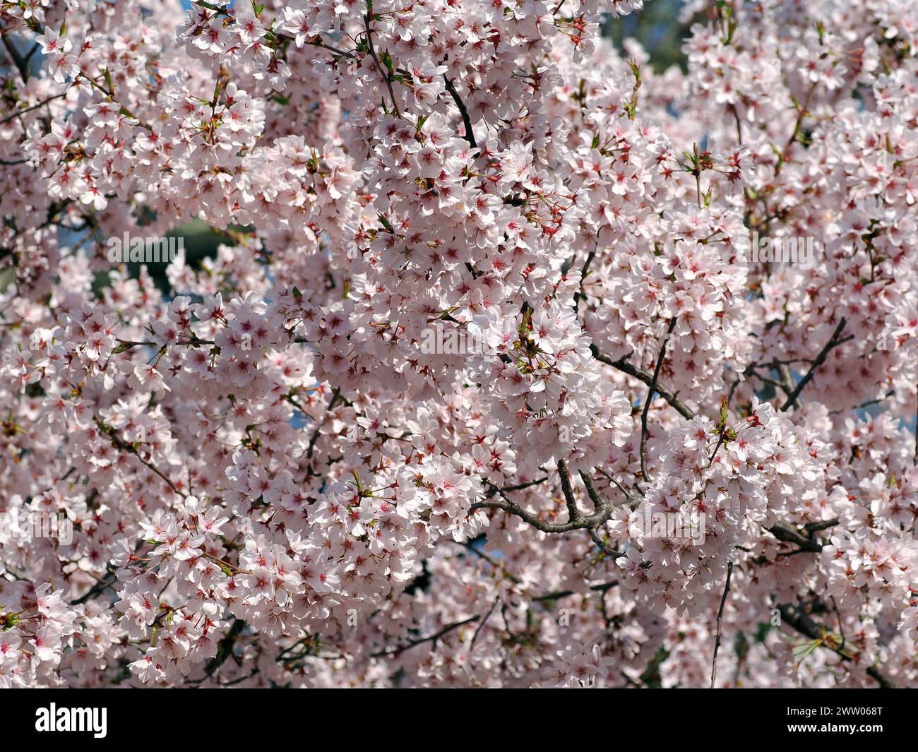 Edo higan, weeping cherry, autumn cherry, Prunus subhirtella, Higan ...