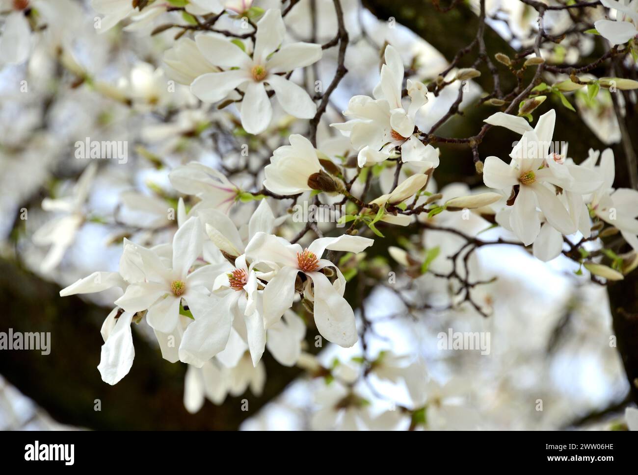 mokryeon, kobus magnolia, Kobushi-Magnolie, Magnolia de Kobé, Magnolia kobus, japán liliomfa, Kobushi-Magnolie, Hungary, Magyarország, Europe Stock Photo