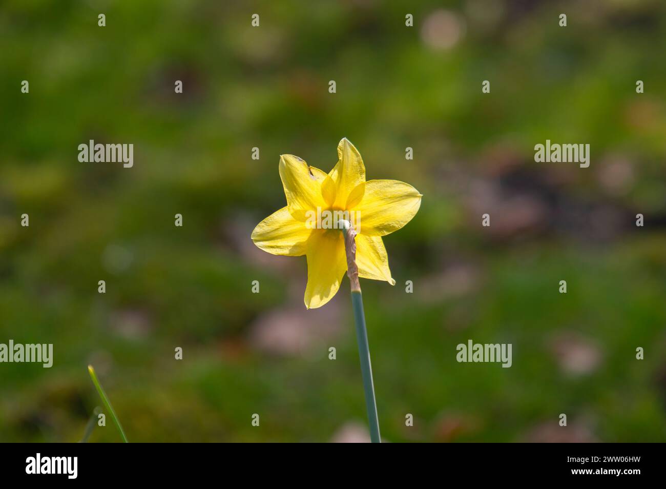 Close Up Yellow Narcissus Flower At Amsterdam The Netherlands 19-3-2024 Stock Photo