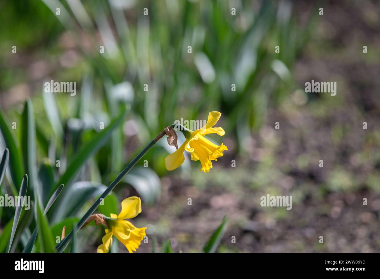 Close Up Yellow Narcissus Flower At Amsterdam The Netherlands 19-3-2024 Stock Photo