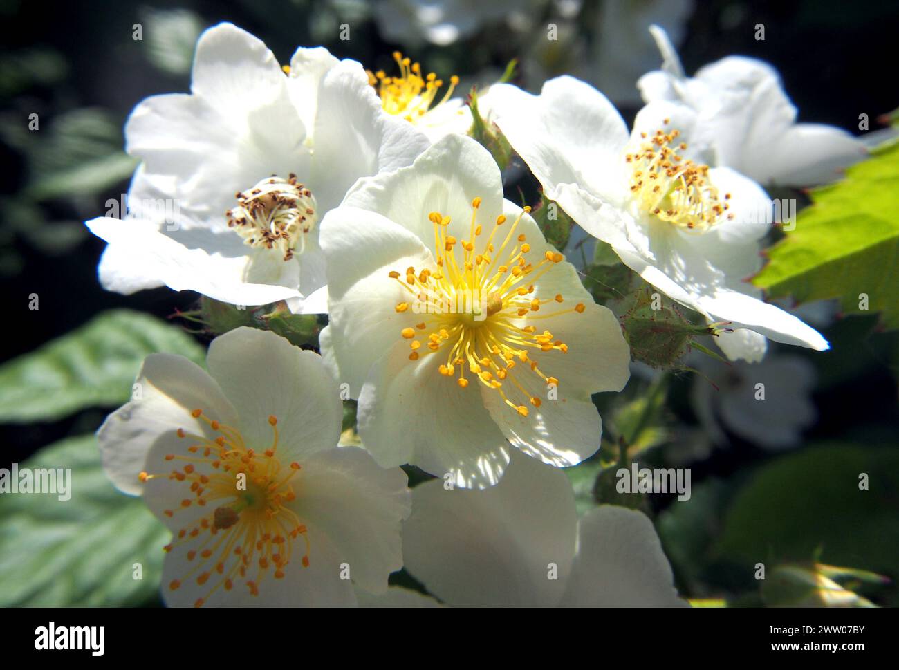 multiflora rose, baby rose, many-flowered rose, Büschel-Rose, rosier multiflore, Rosa multiflora, sokvirágú rózsa, Hungary, Magyarország, Europe Stock Photo