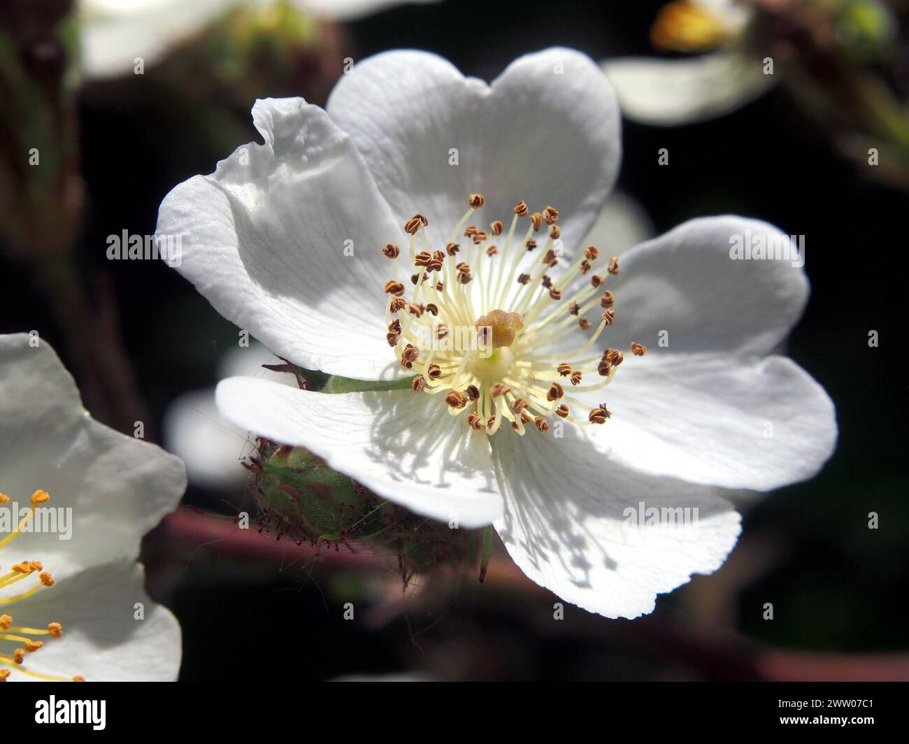 multiflora rose, baby rose, many-flowered rose, Büschel-Rose, rosier multiflore, Rosa multiflora, sokvirágú rózsa, Hungary, Magyarország, Europe Stock Photo