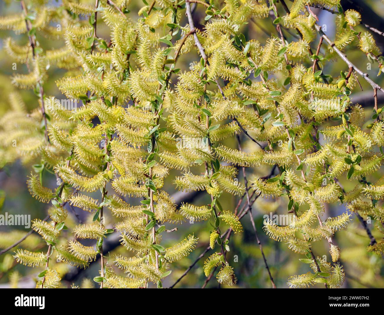 Weeping Golden Willow, Silber-Weide, Saule commun, Salix alba Tristis, szomorúfűz, Budapest, Hungary, Magyarország, Europe Stock Photo