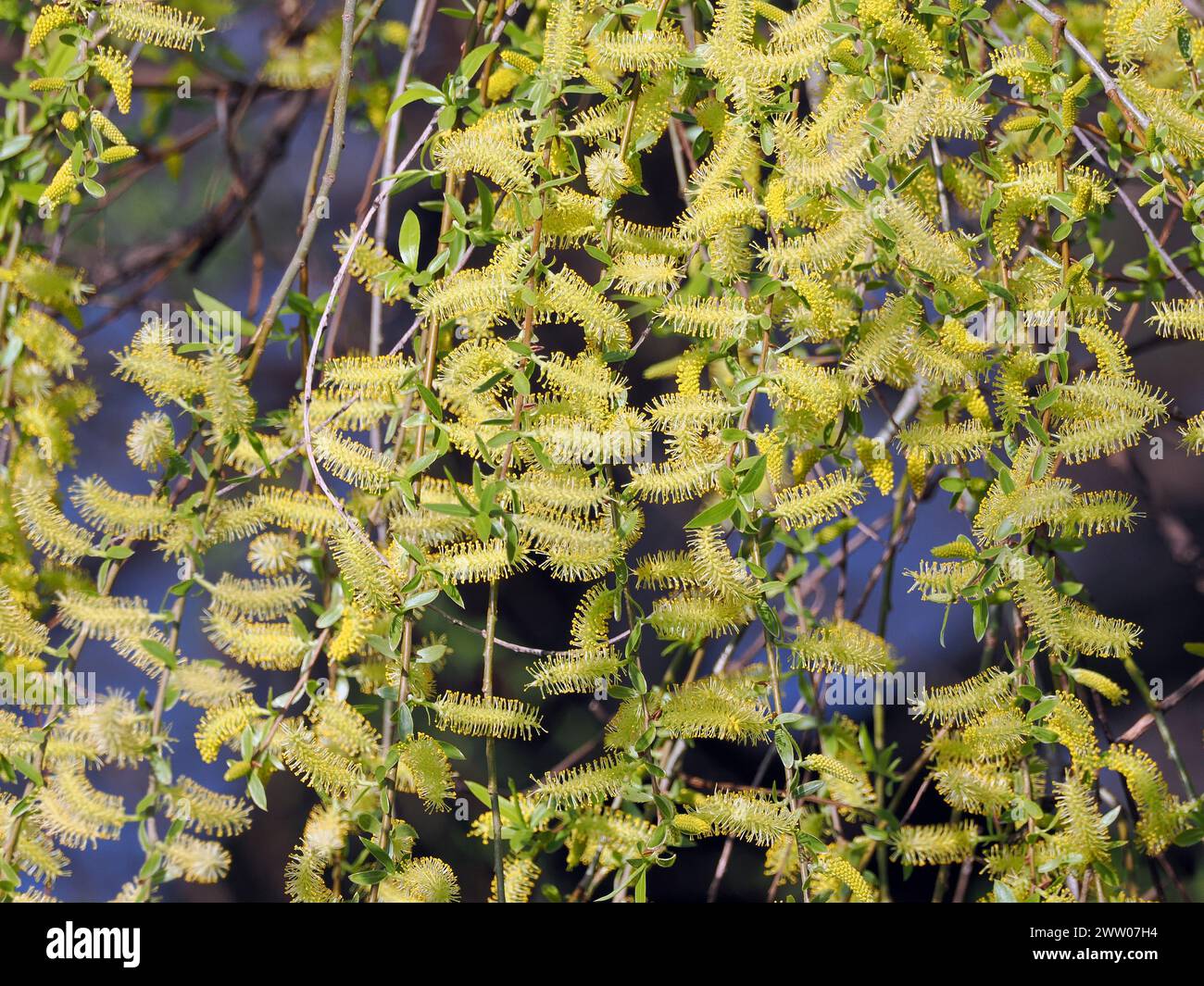 Weeping Golden Willow, Silber-Weide, Saule commun, Salix alba Tristis, szomorúfűz, Budapest, Hungary, Magyarország, Europe Stock Photo