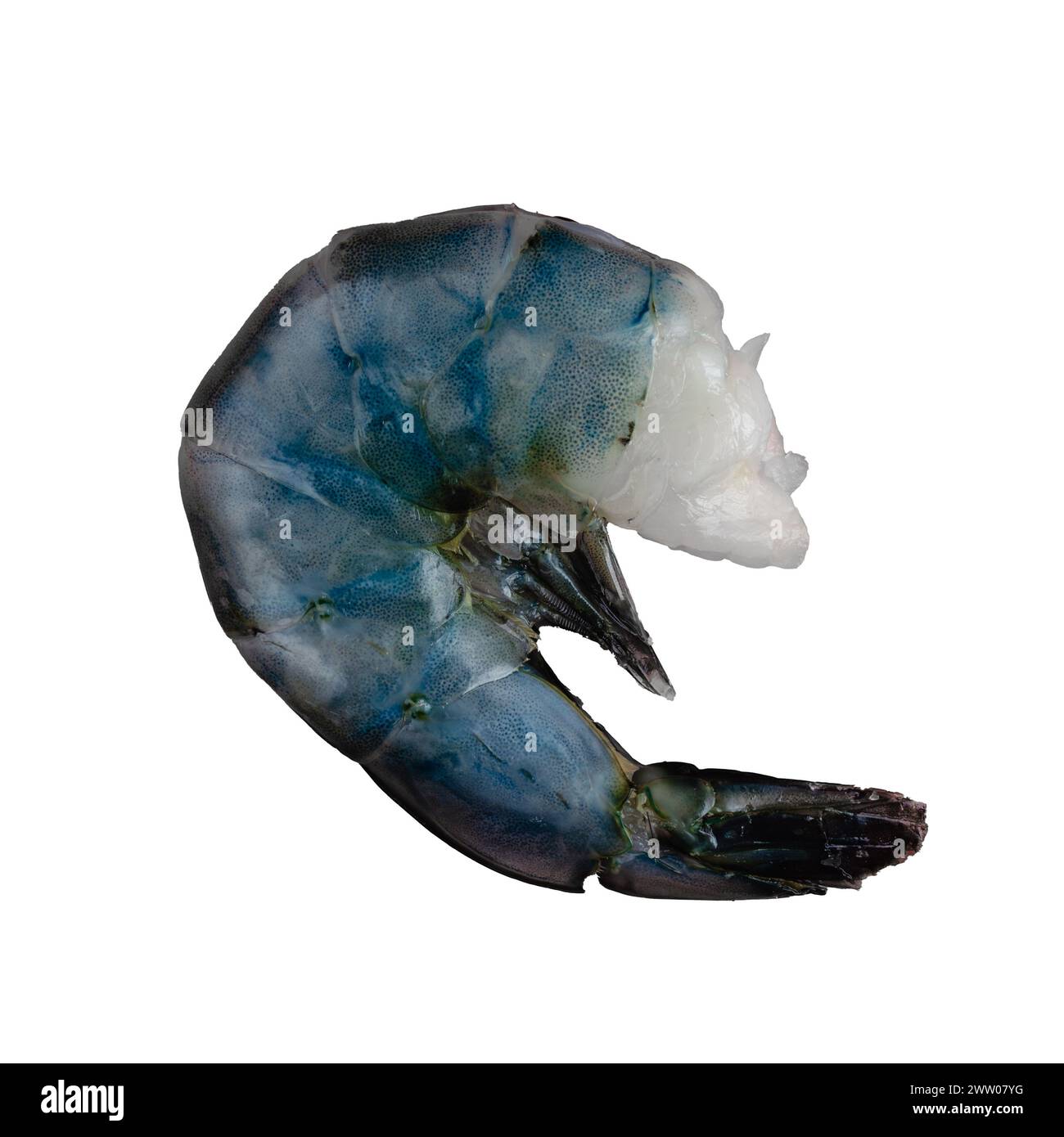 Raw Blue Colossal Shrimp on a White Background Uncooked extra large shrimp with shell, legs