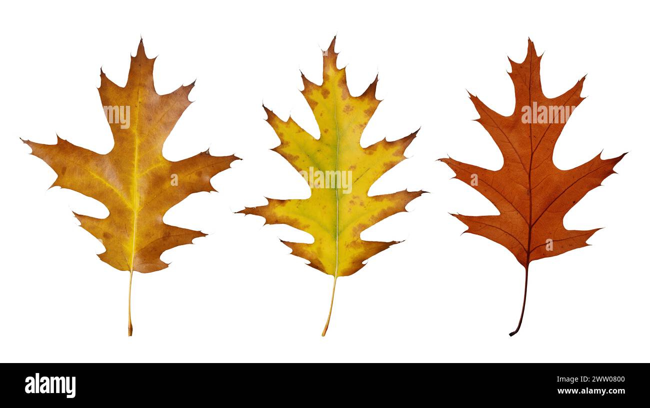 Collection dry oak leaves hi-res stock photography and images - Alamy