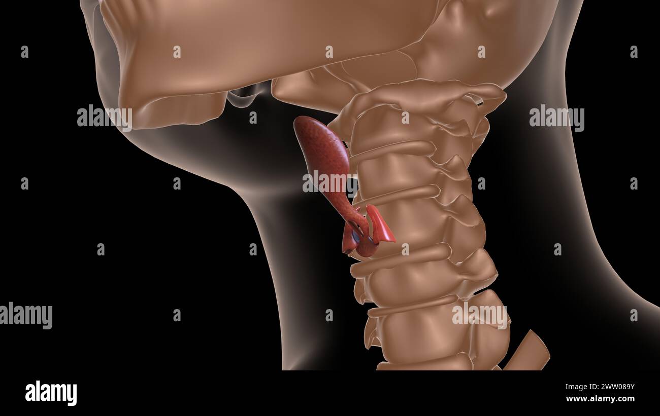 human epiglottis anatomy for medical concept 3D illustration Stock Photo