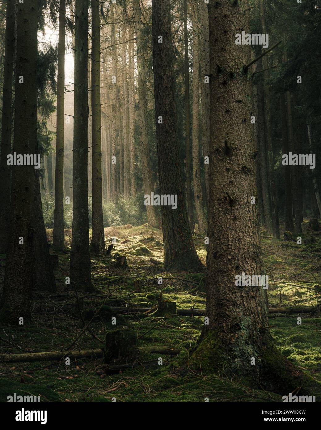 Sunbeams filtering through canopy hi-res stock photography and images ...