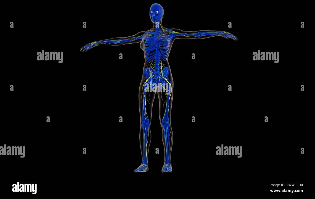 Human nervous system anatomy for medical concept 3D illustration Stock ...