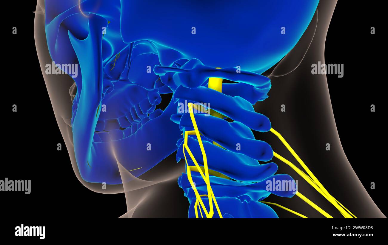 Human nervous system anatomy for medical concept 3D illustration Stock ...