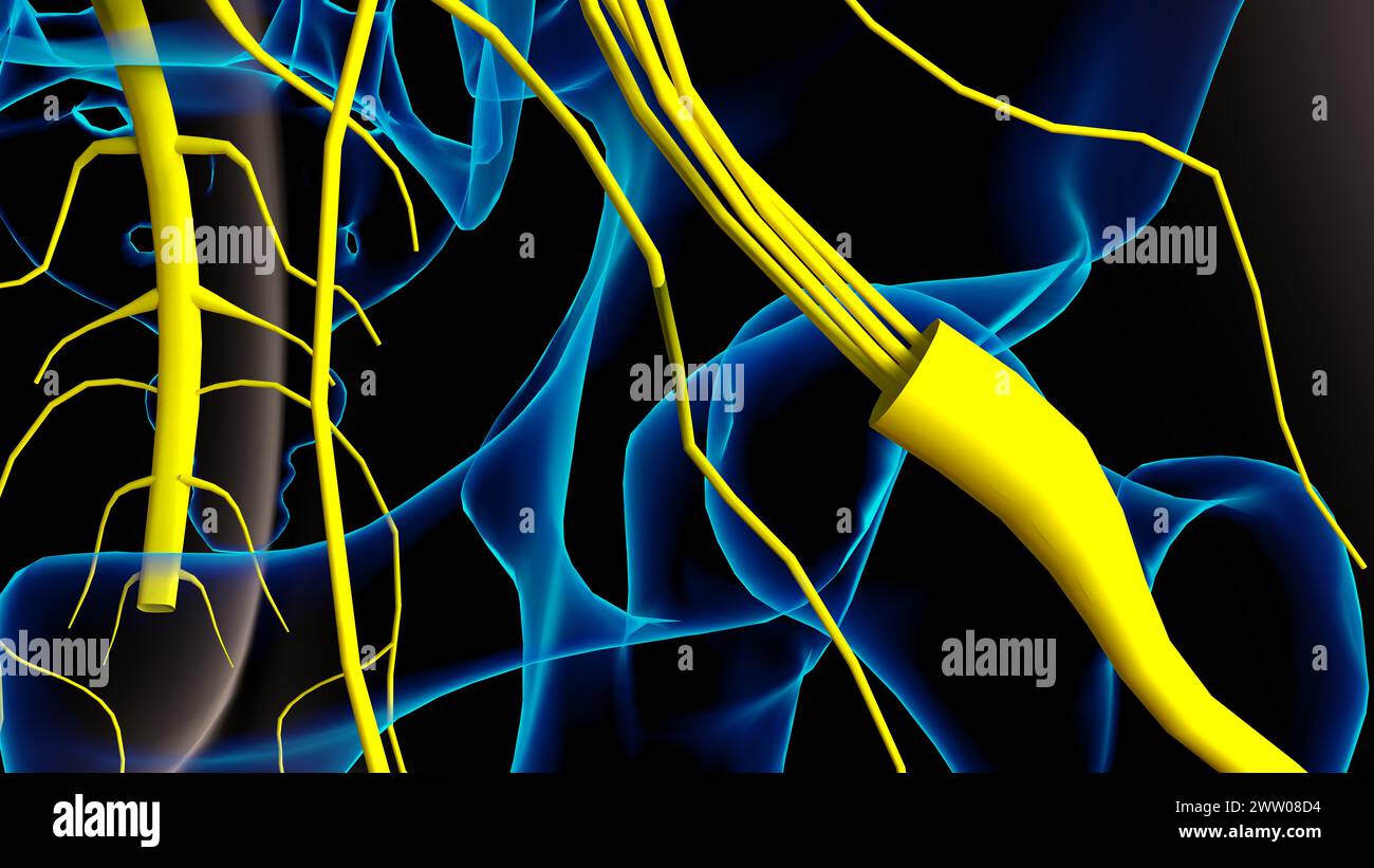 Human nervous system anatomy for medical concept 3D illustration Stock ...