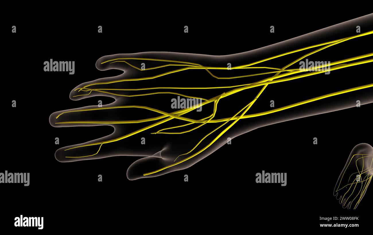 Human nervous system anatomy for medical concept 3D illustration Stock ...