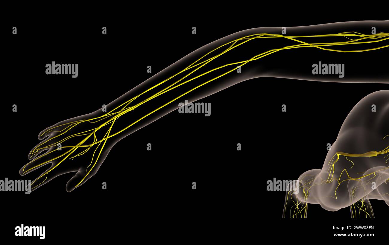 Human nervous system anatomy for medical concept 3D illustration Stock ...
