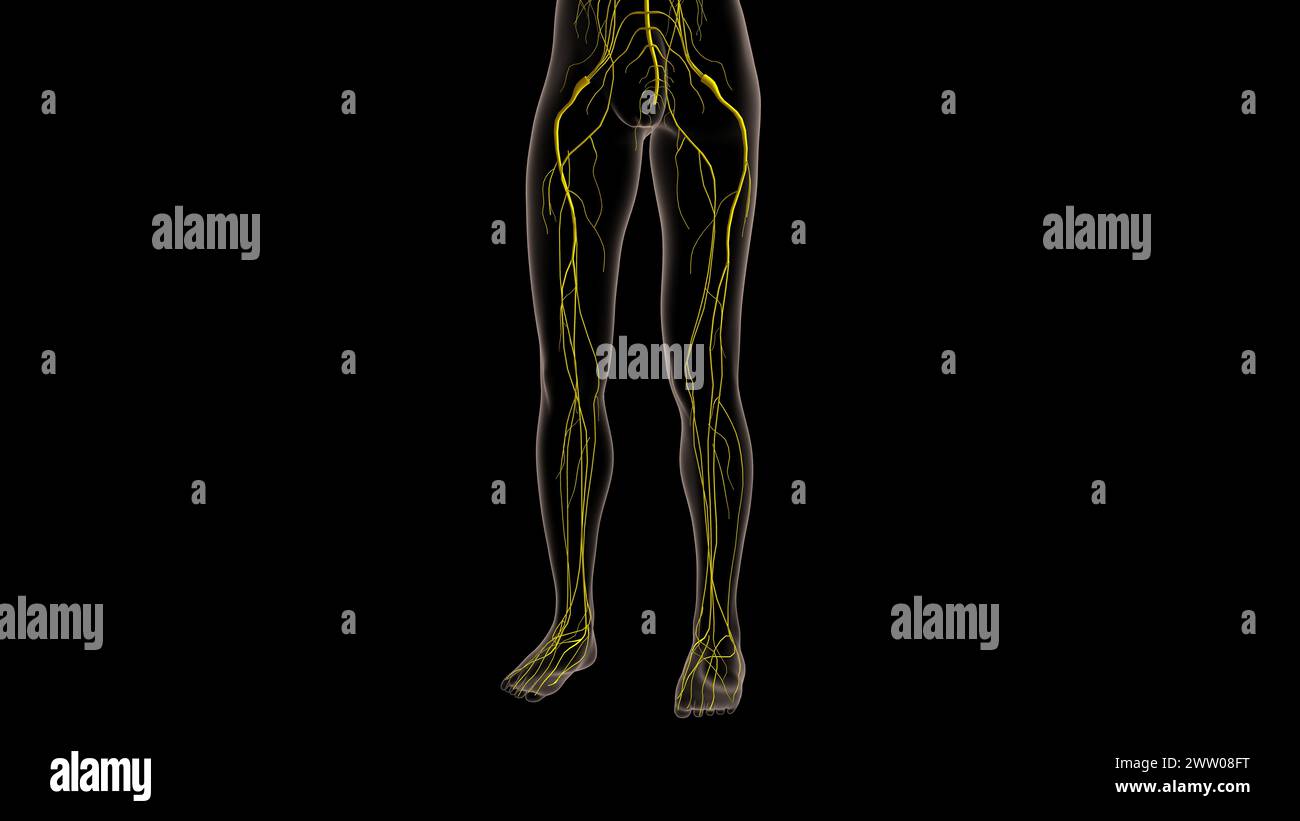 Human nervous system anatomy for medical concept 3D illustration Stock ...