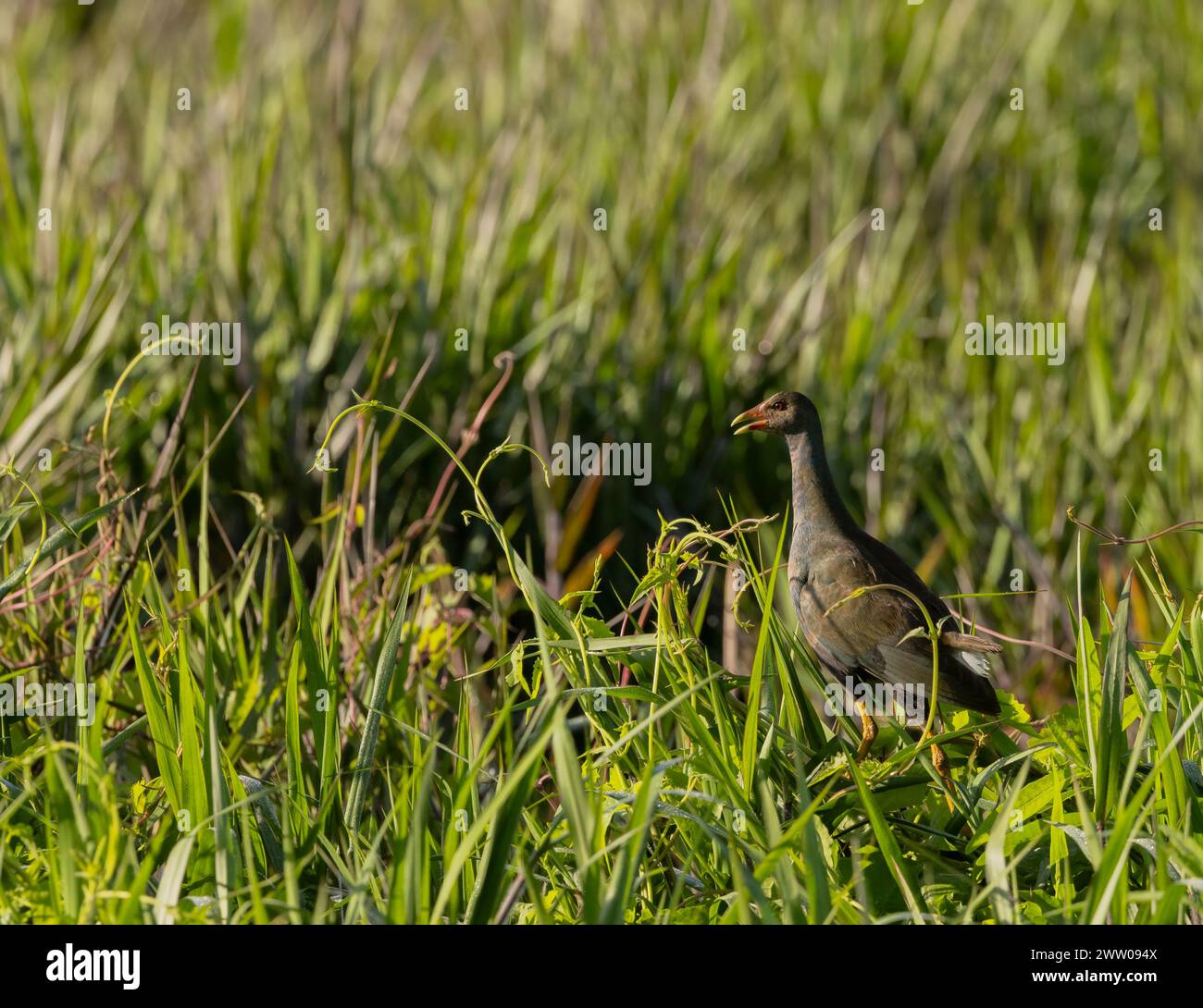 A juvenile purple gallinule calling in the wetlands. Stock Photo
