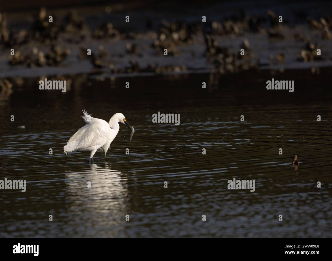 A snowy egret in breeding plumage wading in shallow water with a vertebrate in its bill. Stock Photo