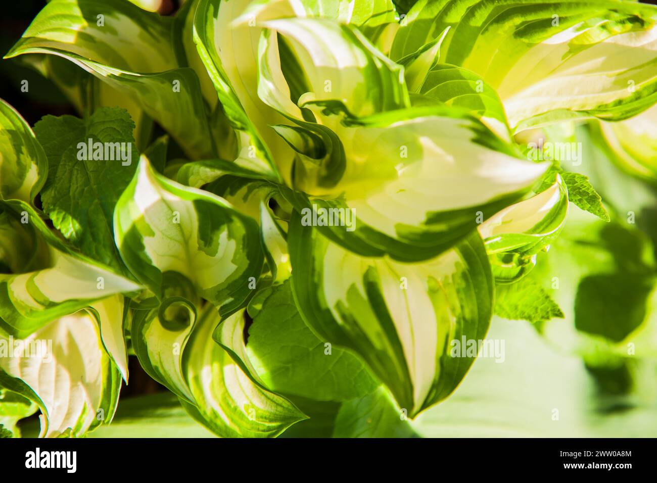 Close view of pattern of backlit green leaves showcasing arrival of ...