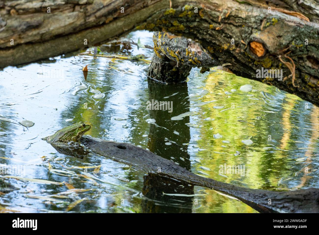 A big frog is sitting on a flooded tree. Stock Photo