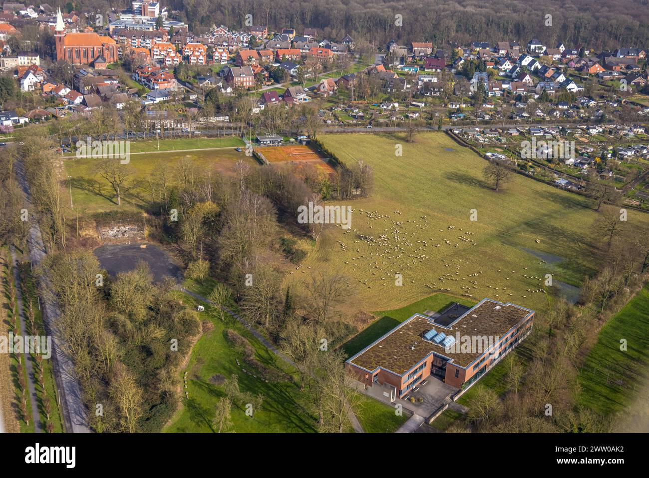 Luftbild, Schafe auf einer Wiese wwischen Schlossstraße und Dolberger