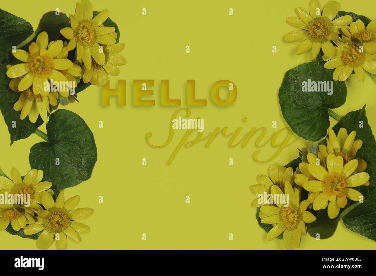 Spring concept idea. Blossom lesser celandine (Ranunculus ficaria) flowers and text 'Hello Spring' isolated on yellow background. Top view. Stock Photo