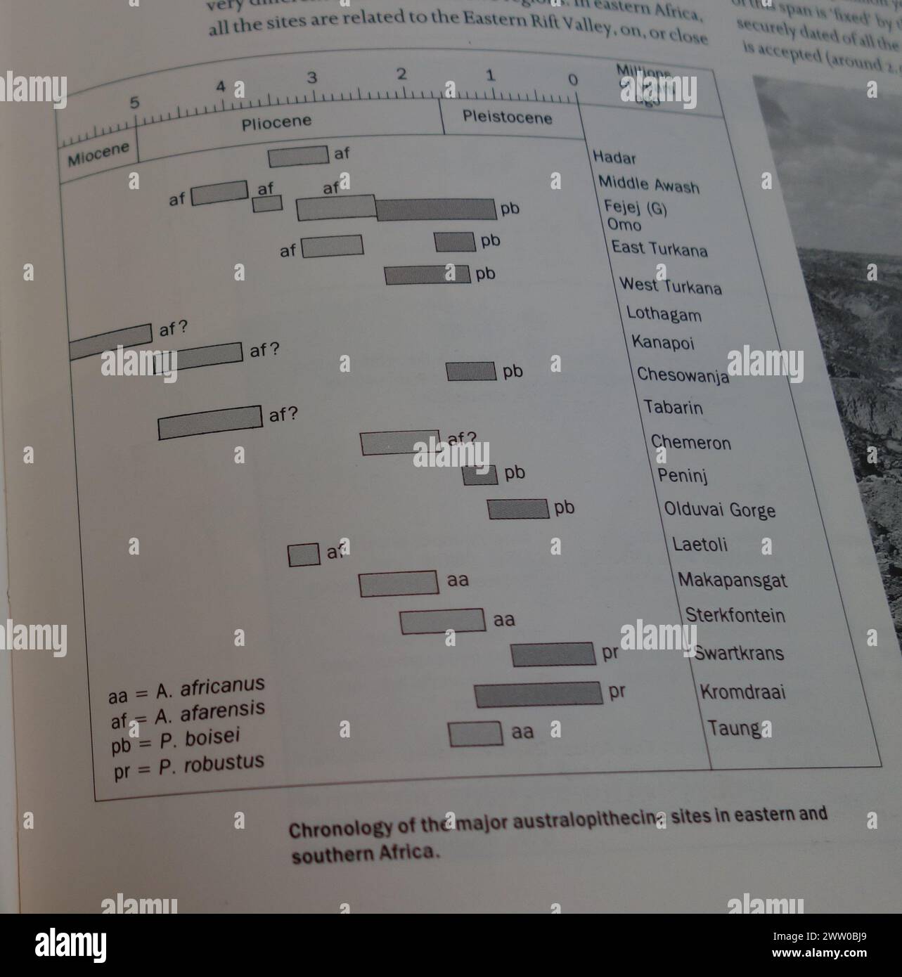 Chronology of the major australopithecines sites in the east and south of Africa, page from the Cambridge Encyclopedia of the Human Evolution. Stock Photo