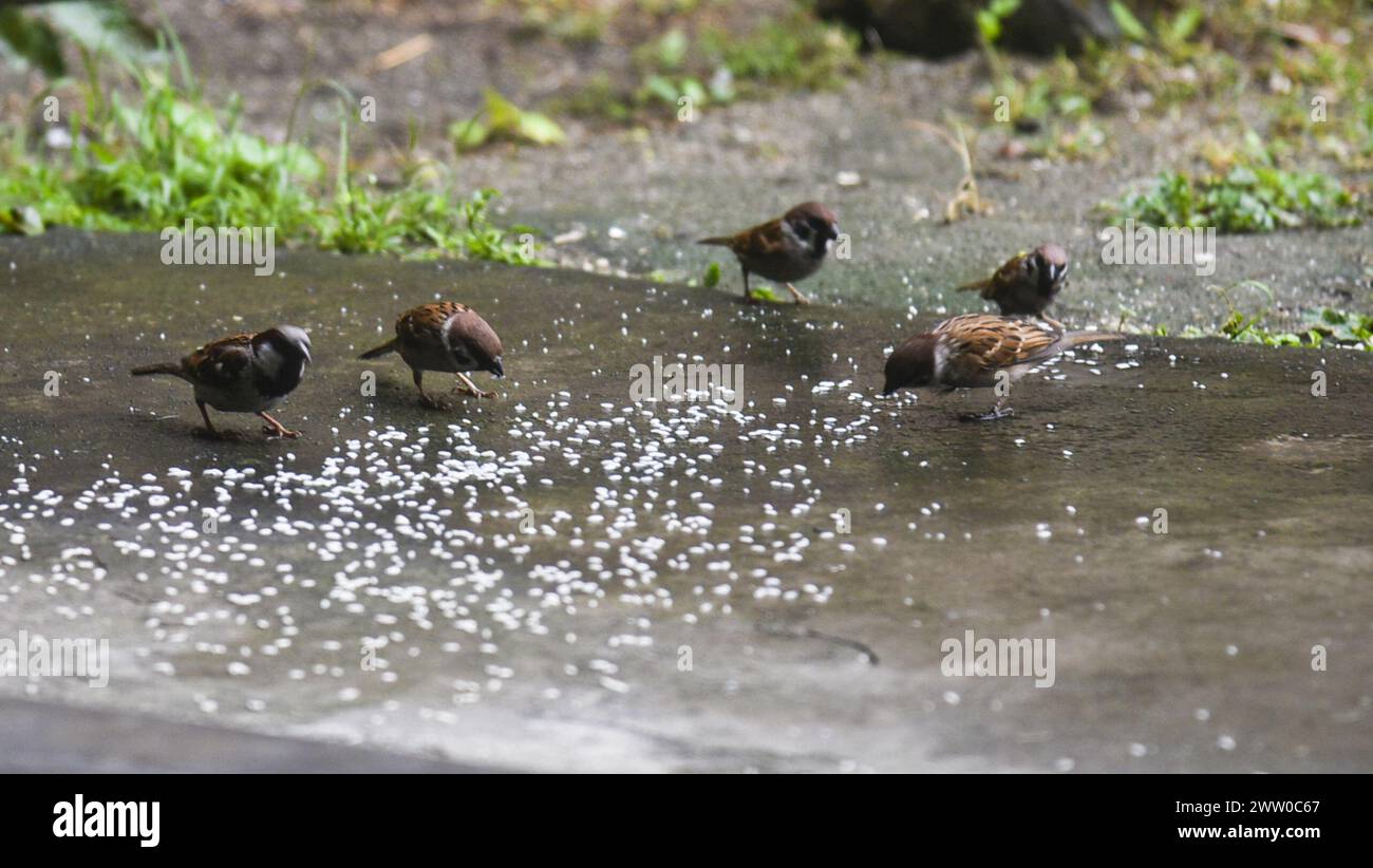 Guwahati, Assam, India. 20th Mar, 2024. Sparrow is seen looking for food on the occasion of world sparrow Day in Guwahati, India on Wednesday, March 20, 2024. (Credit Image: © Hafiz Ahmed/ZUMA Press Wire) EDITORIAL USAGE ONLY! Not for Commercial USAGE! Stock Photo