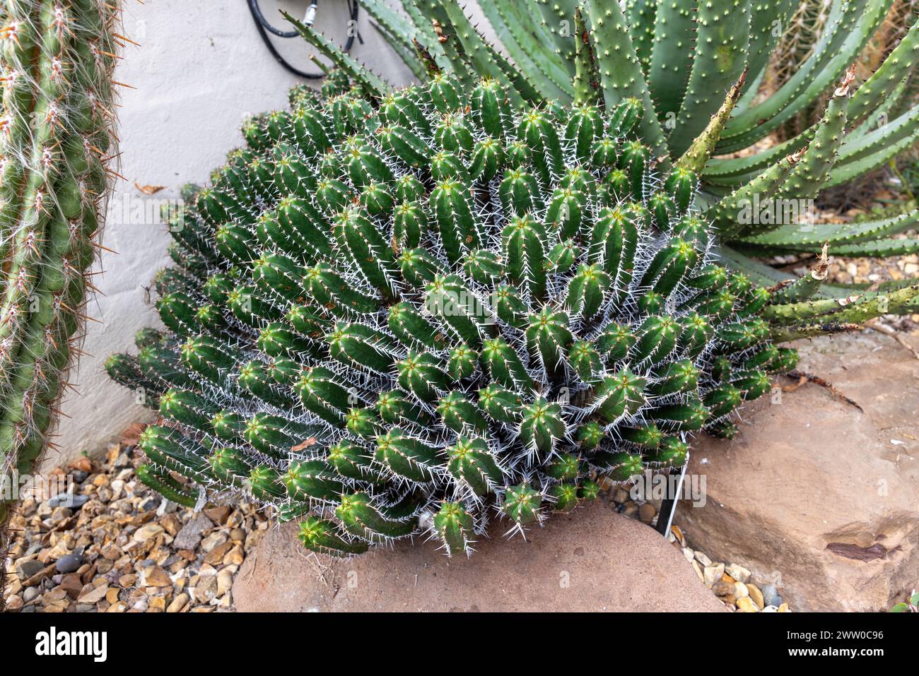 Catus plant hi-res stock photography and images - Alamy