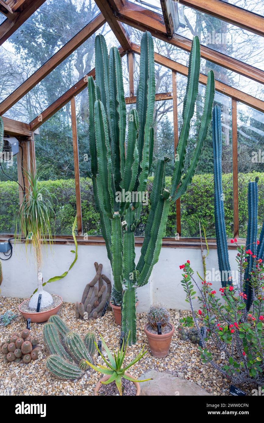 Catus spikes hi-res stock photography and images - Alamy