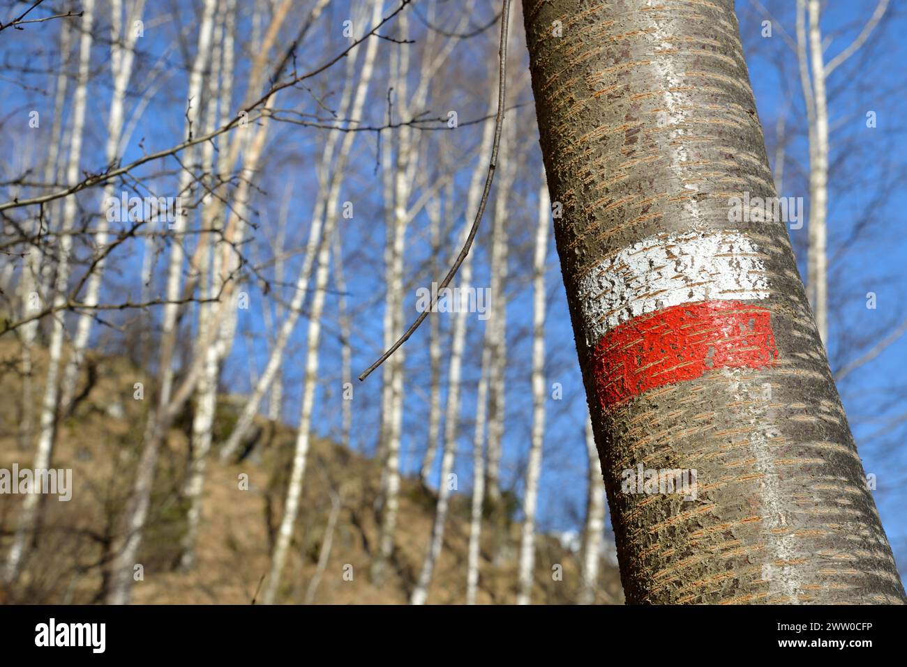 Red white hiking trail sign on a tree trunk - Italy Stock Photo