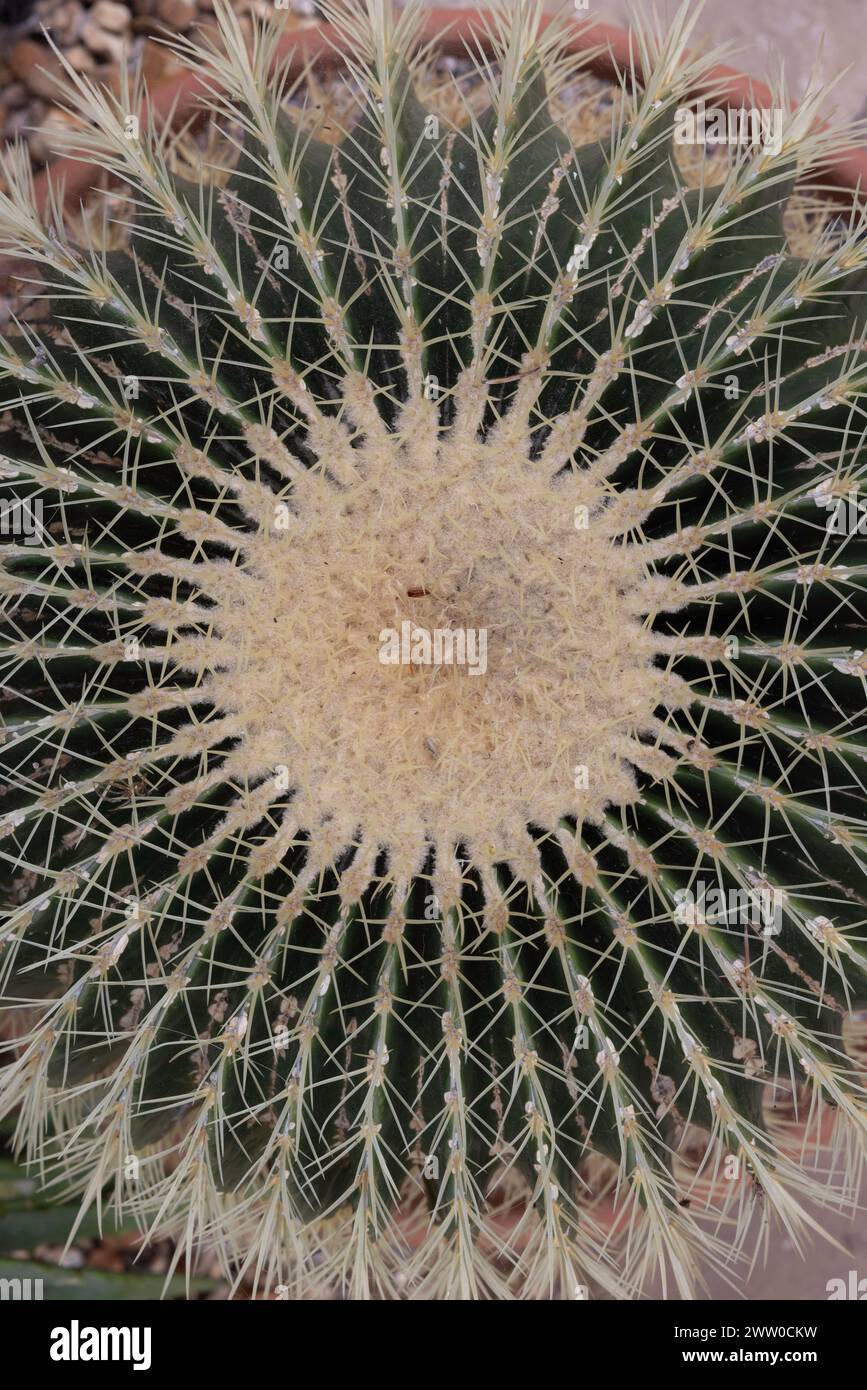 Catus spikes hi-res stock photography and images - Alamy