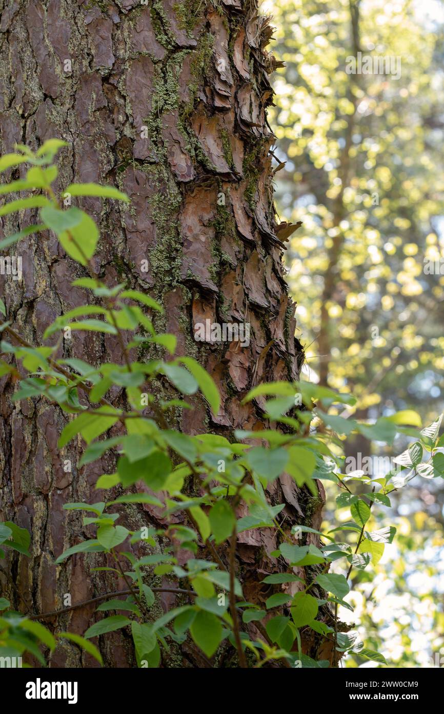 Tree trunk with rough peeling bark in the forest. Stock Photo