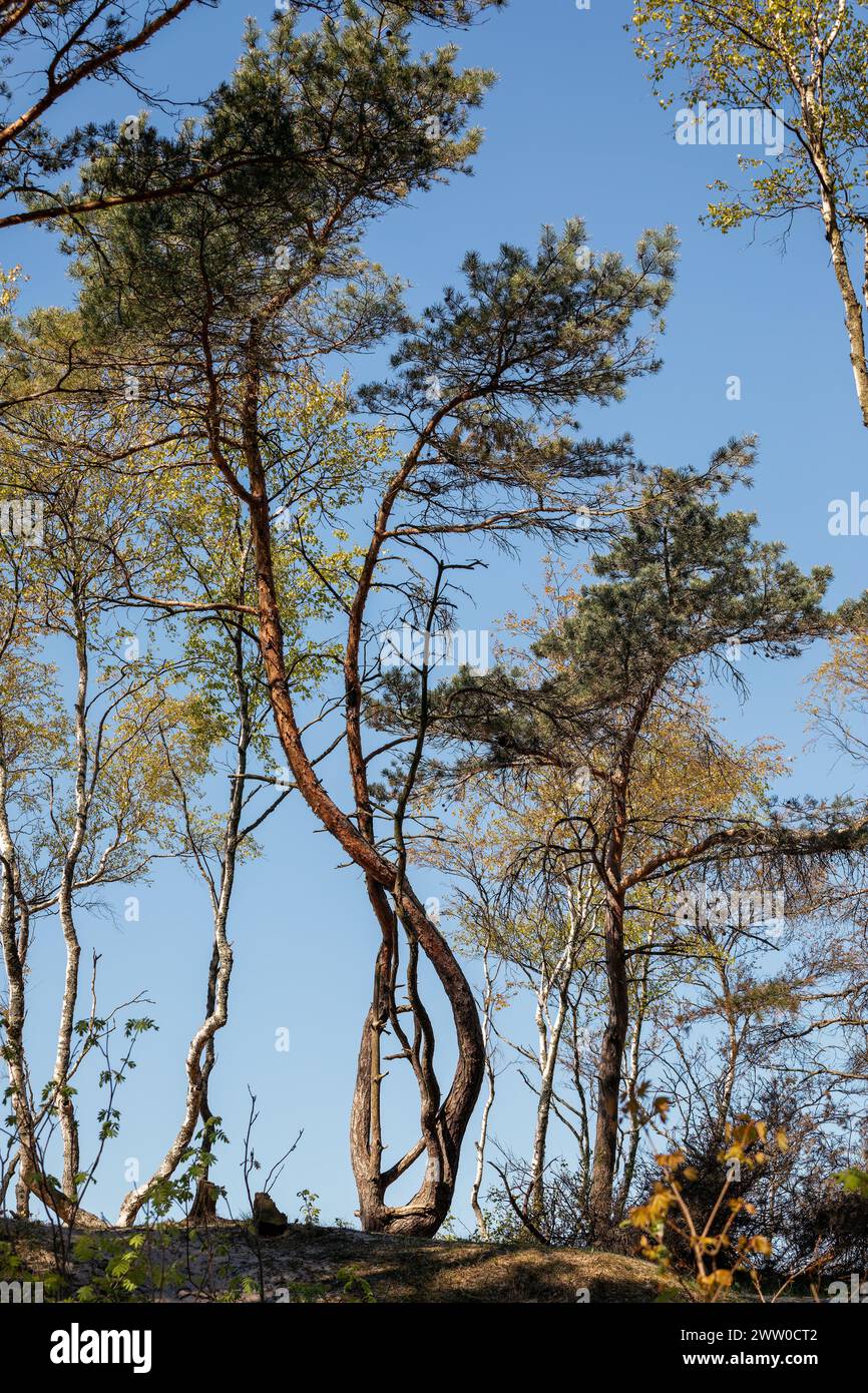 Maritime Pine curved tree, isolated on blue sky background. Stock Photo