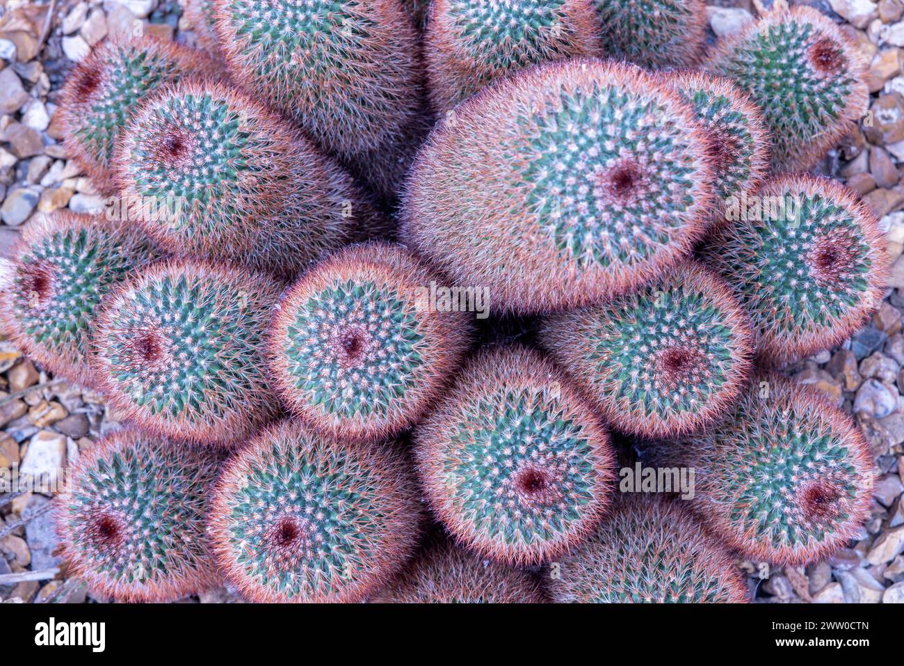 Catus spikes hi-res stock photography and images - Alamy