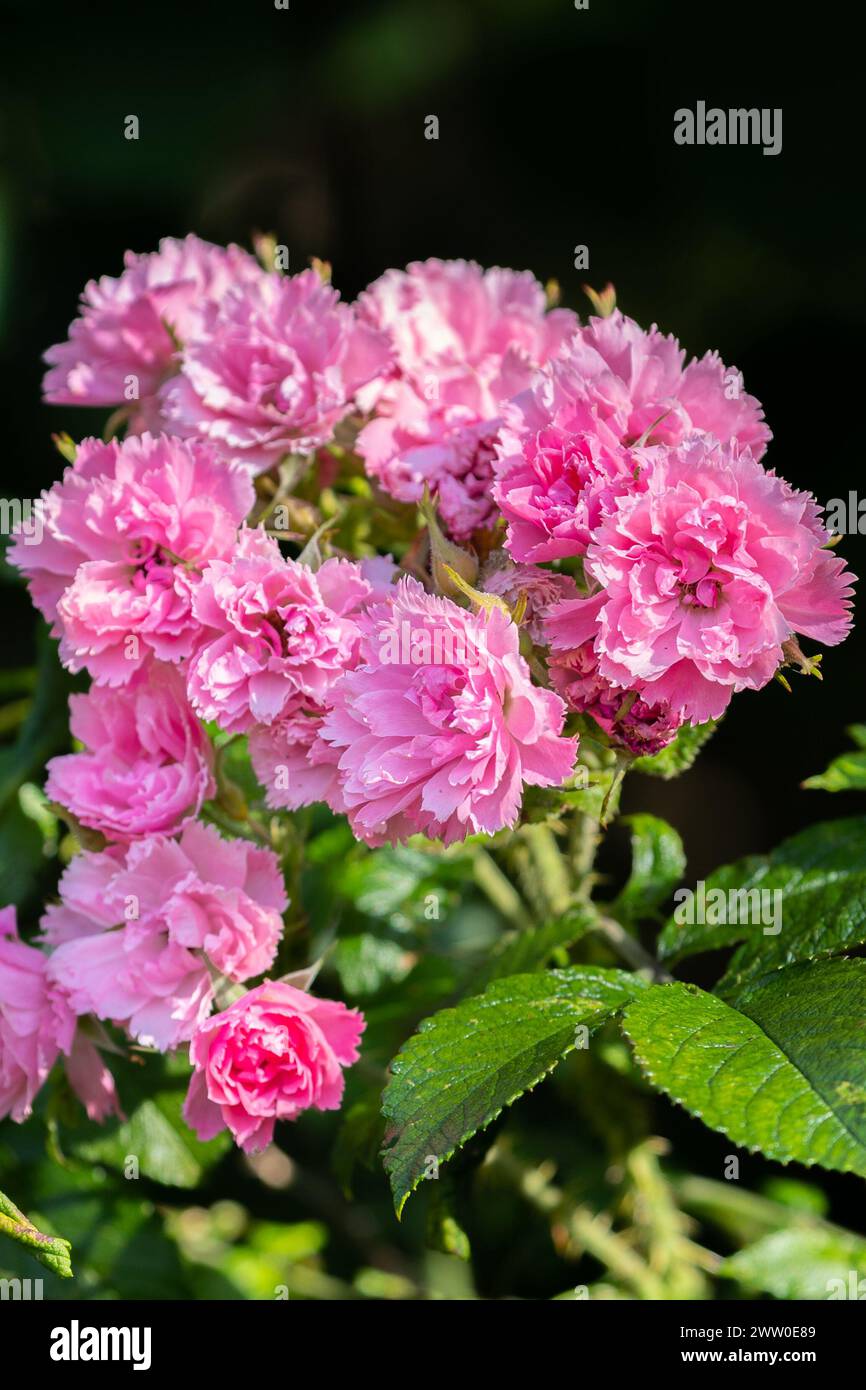 Cluster pink roses hi-res stock photography and images - Alamy