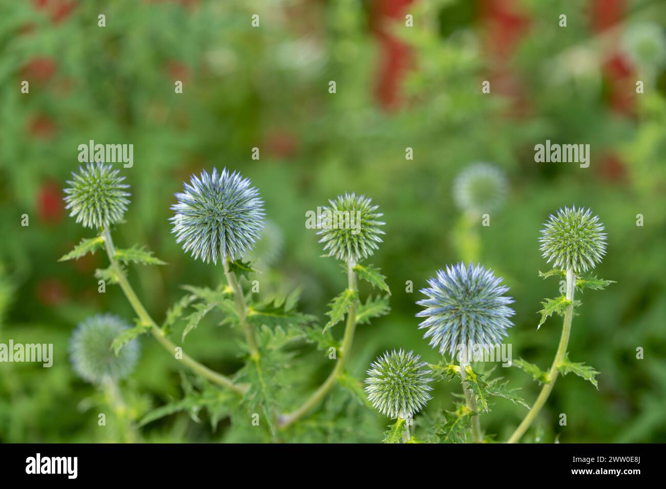 Bolt thistle flowers in macro image Stock Photo