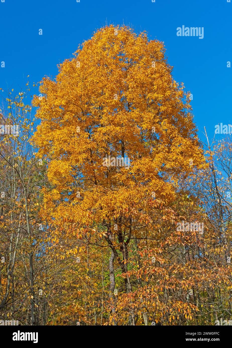 Yellow Leaves Against a Brilliant Blue Sky in Cuyahoga Valley National Park in Ohio Stock Photo