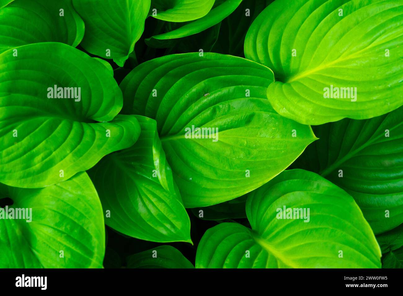 Perennial hosta plant. Background of large and green hosta leaves. Stock Photo