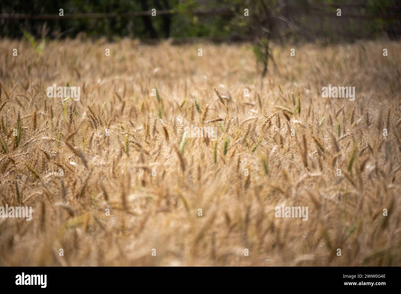 a vast field of golden wheat swaying gently under the soft glow of the setting sun. Stock Photo