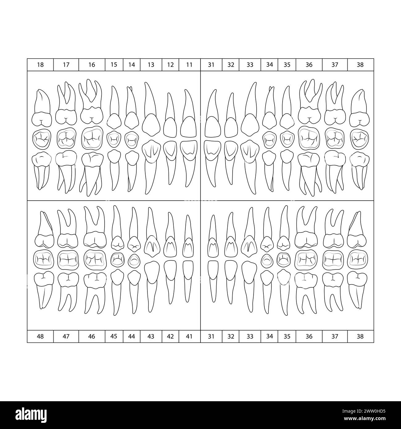 The chart of human teeth, doodle vector illustration Stock Vector