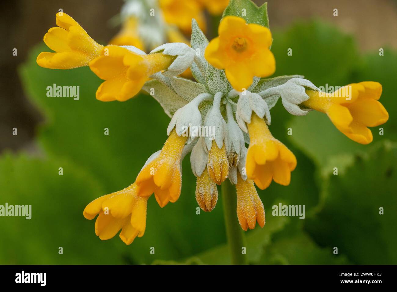 Striking Primula palinuri, Palinuro auricula. Natural close up flowering plant portrait, Springtime.Alluring, Astounding, Breathtaking, Compelling, Stock Photo