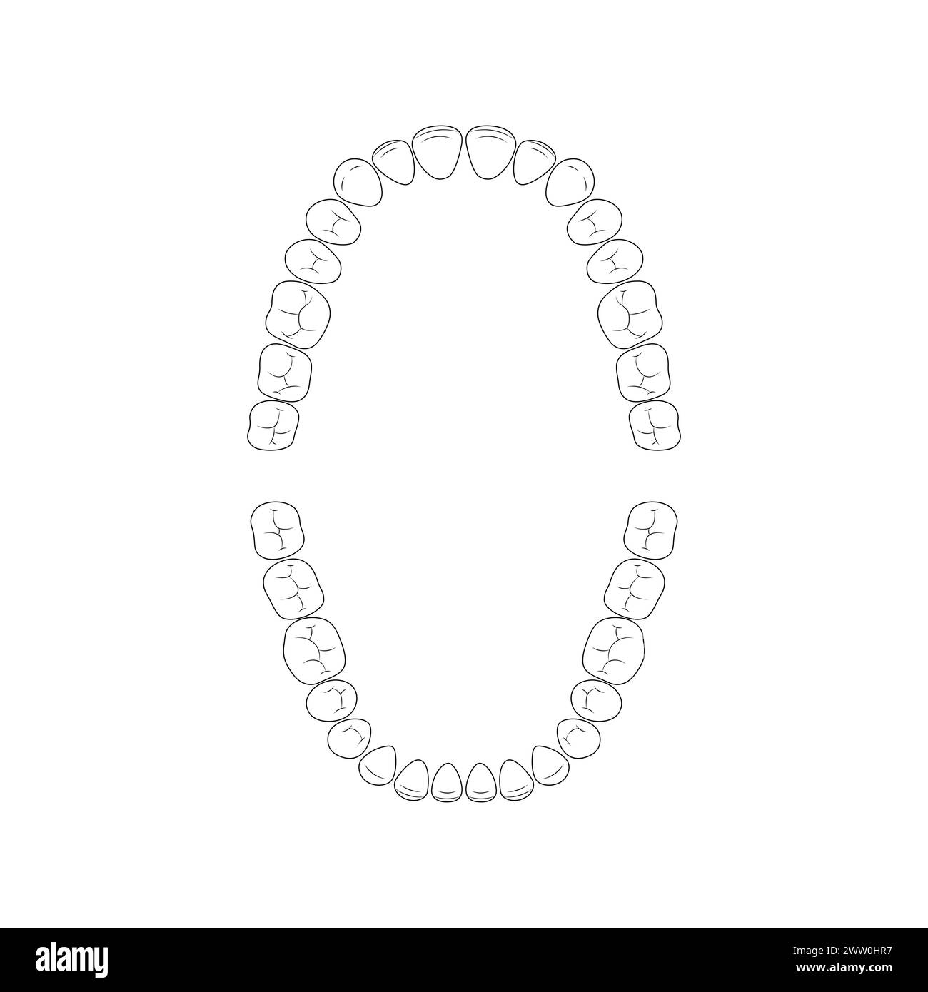 dental-chart-black-and-white-stock-photos-images-alamy for Free Printable Printable Tooth Chart Adults Dental chart Black and White Stock Photos & Images - Alamy for Free Printable Printable Tooth Chart Adults