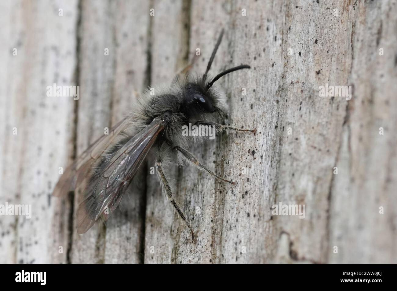 Detailed natural closeup on a male nycthemeral miner, Andrena nycthemera sitting on wood Stock Photo