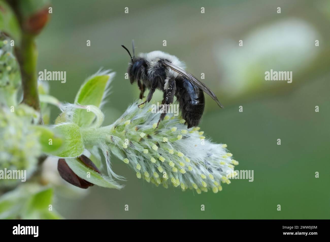 Natural closeup on a female Grey-backed mining bee, Andrena vaga, sitting on a female Goat Willow catkin Stock Photo
