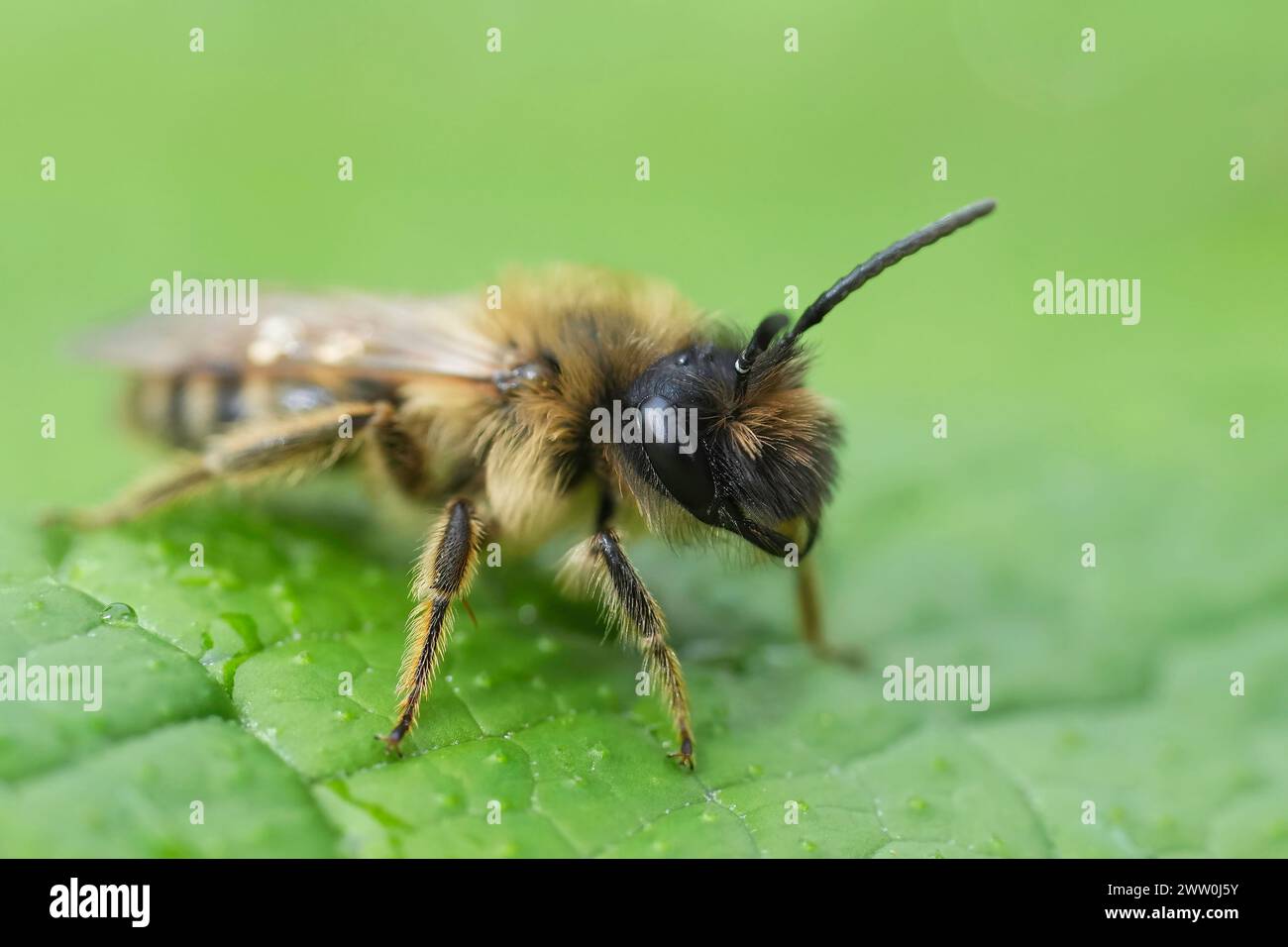 Natural detailed closeup on a male yellow-legged mining bee, Andrena flavipes on a green leaf Stock Photo