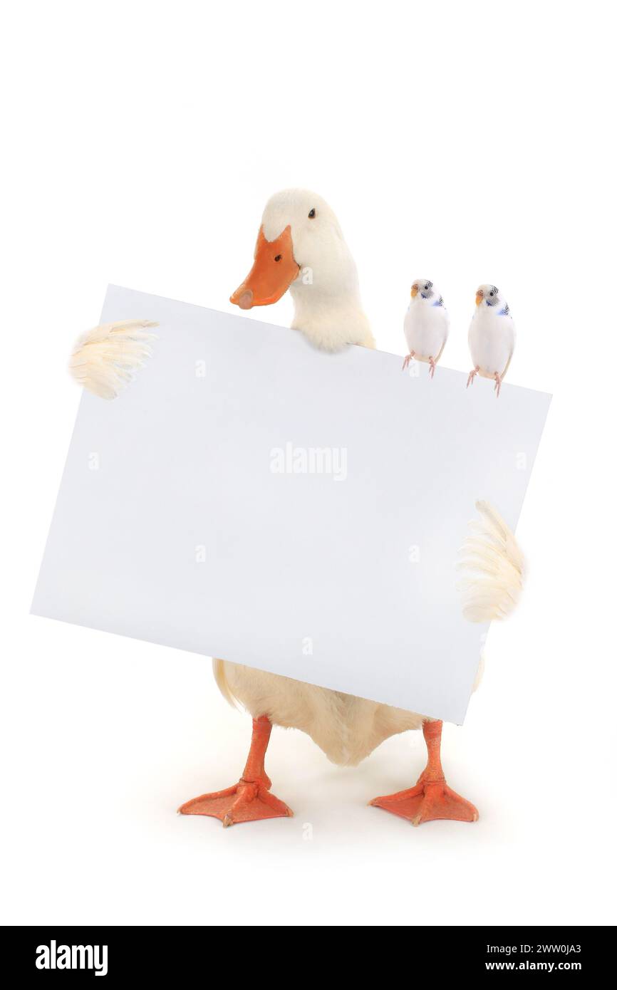 white duck with a leaf and budgie for writing of the text Stock Photo ...