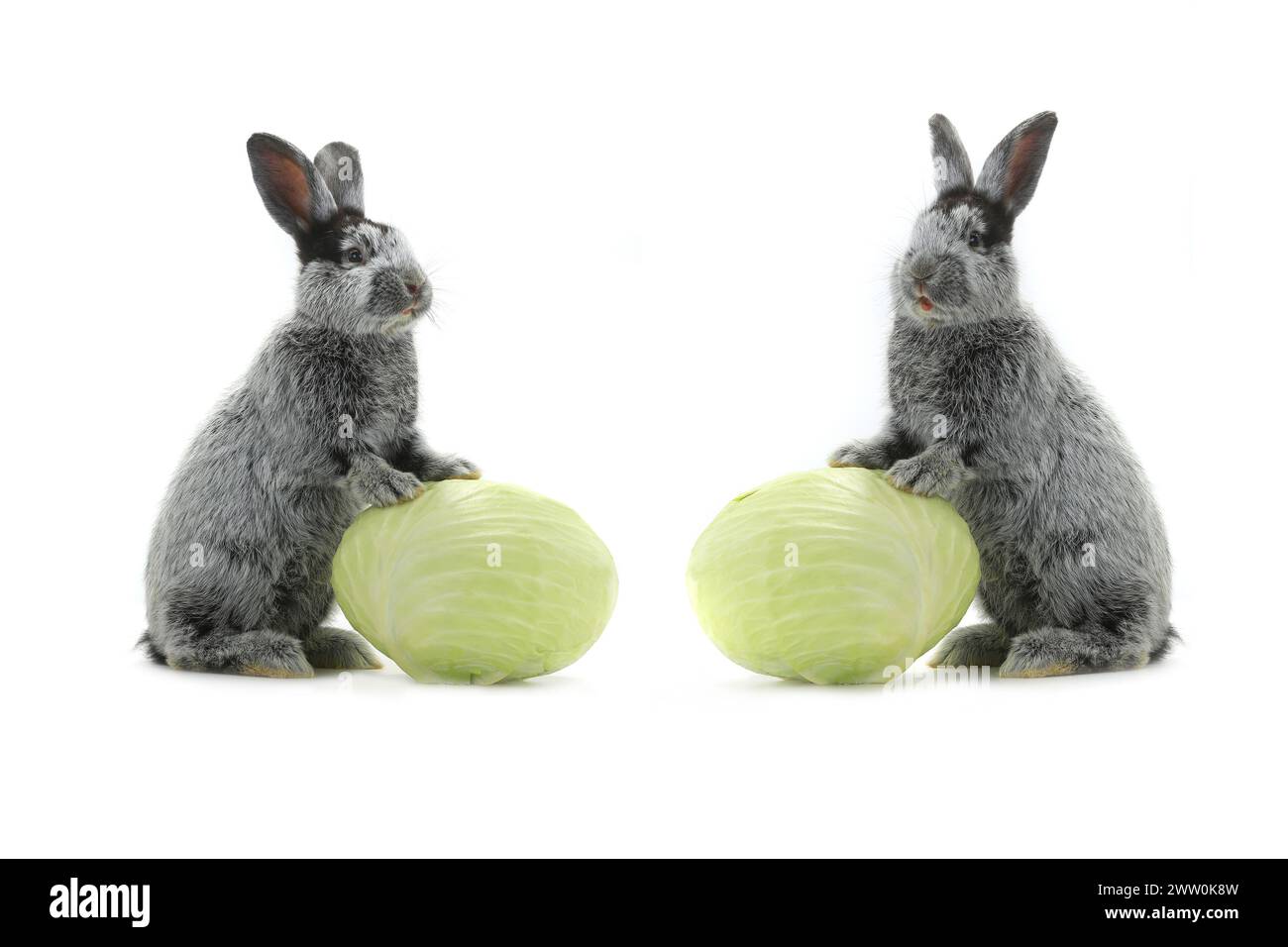 two grey rabbit with cabbage on a white background Stock Photo