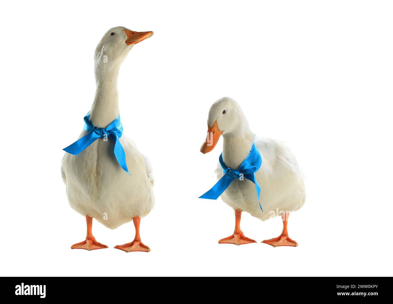two duck with a blue ribbonon a white background Stock Photo - Alamy