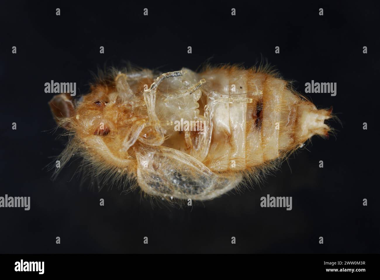 Pupa of a beetle of the family Dermestidae (skin beetles) genus Attagenus on a black background. Stock Photo