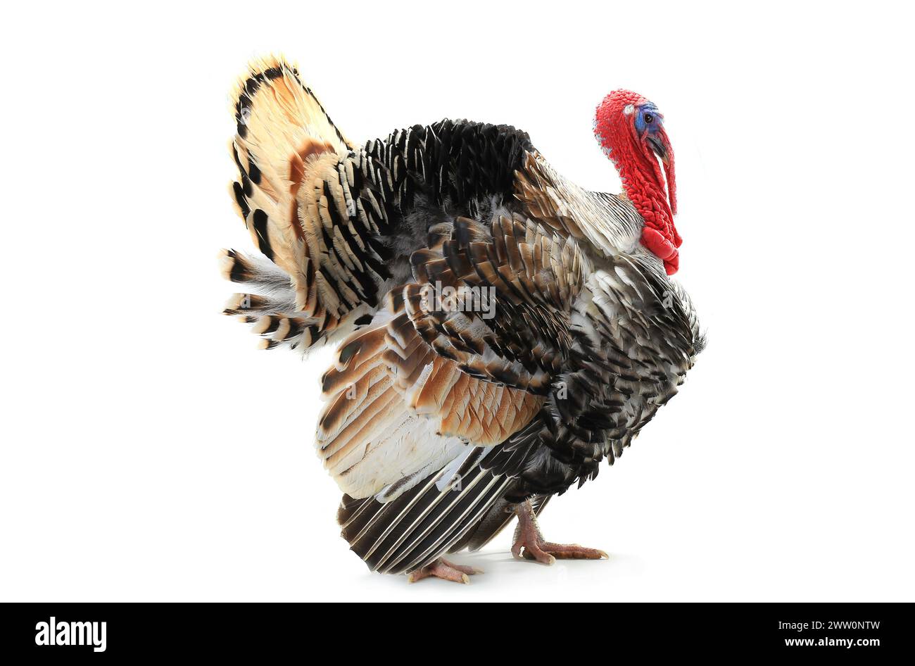 Turkey Back Open turkey with an open tail isolated on a white background Stock Photo - Alamy